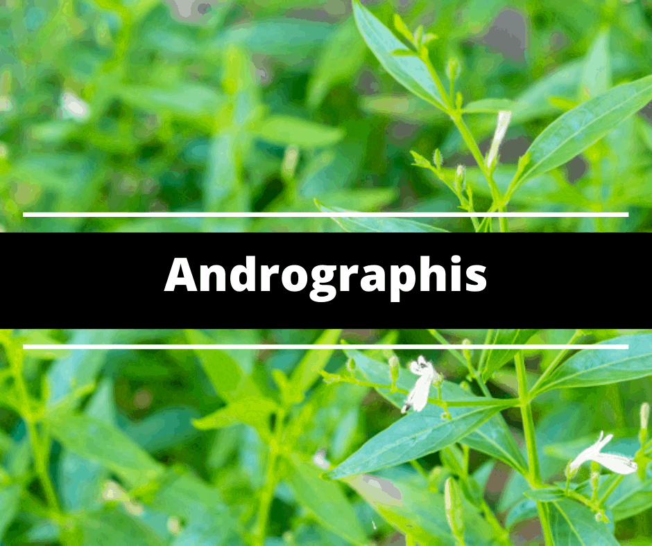 Czym jest andrographis?